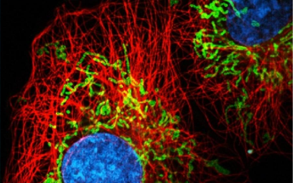 免疫组化和免疫荧光技术服务